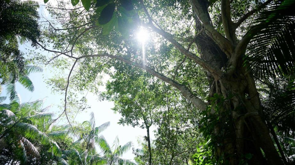 PHOTO: The sun shines through the rainforest near Belem, Brazil, June 7, 2023. (Picture Alliance via Getty Images)
