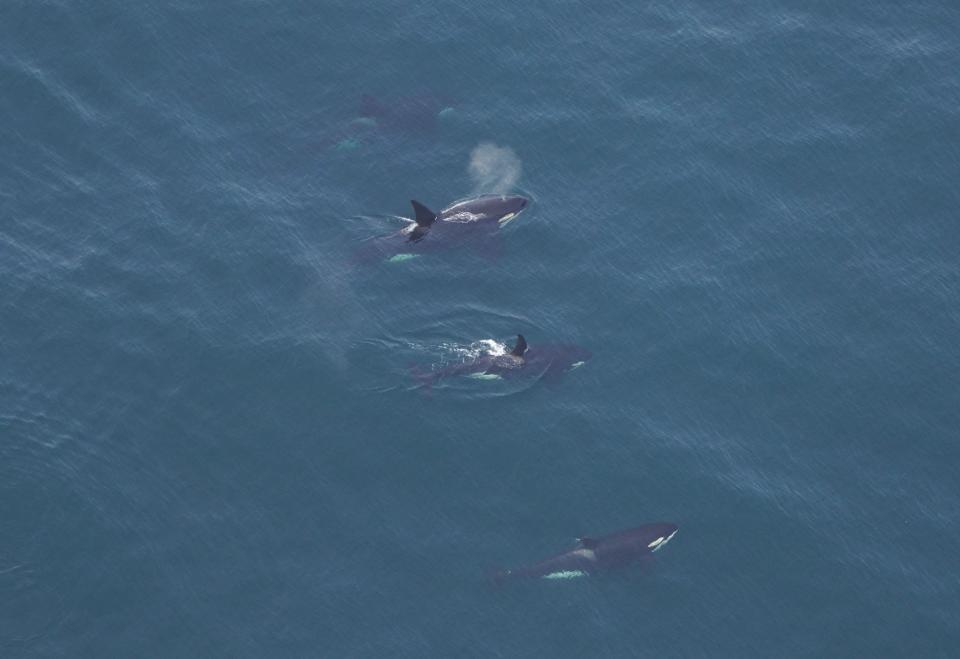 New England Aquarium scientists spotted four killer whales swimming together as the research team flew aerial surveys 40 miles south of Nantucket, Massachusetts.