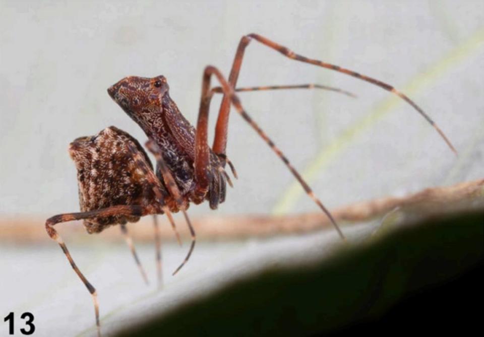 An Austrarchaea andersoni, or Whitsunday outback pelican spider, with its legs outstretched.