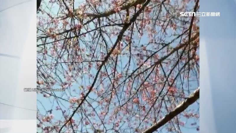 台中武陵農場春色滿園，十年難得一見的櫻花大爆開吸引許多遊客。（圖／翻攝自Lily Chien YouTube）