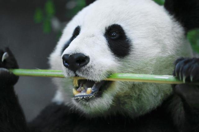 55 Smart Panda Stock Photos, High-Res Pictures, and Images - Getty Images
