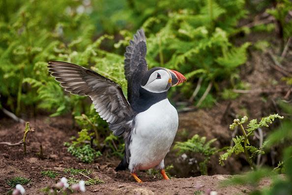 Nuffin like a puffin: A puffin on Skomer Island (image: Getty)