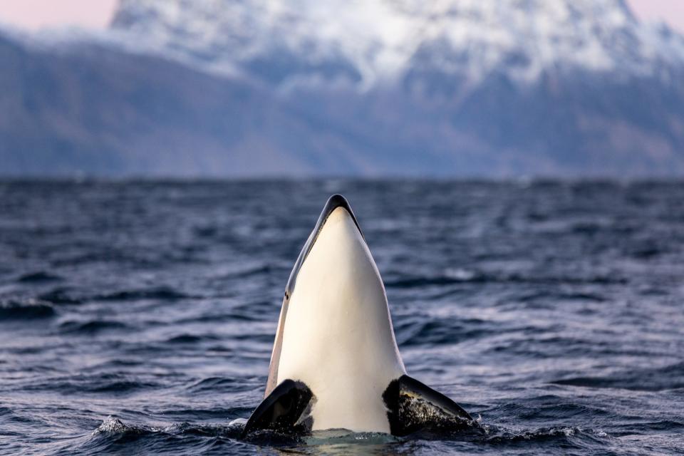 Killer whale surfacing from the water, showing its white underbelly.