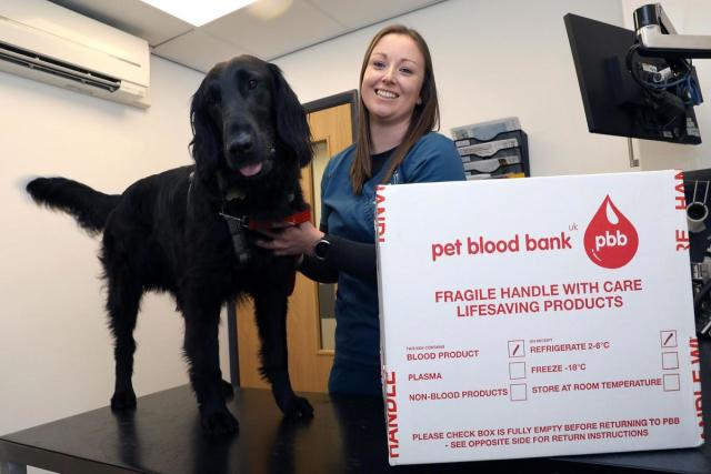 Vet Emily Guest, of Willows Veterinary Group, with Ollie, a two-year-old flat-coated retriever who is joining the doggie blood donors list &lt;i&gt;(Image: Ian Cooper)&lt;/i&gt;