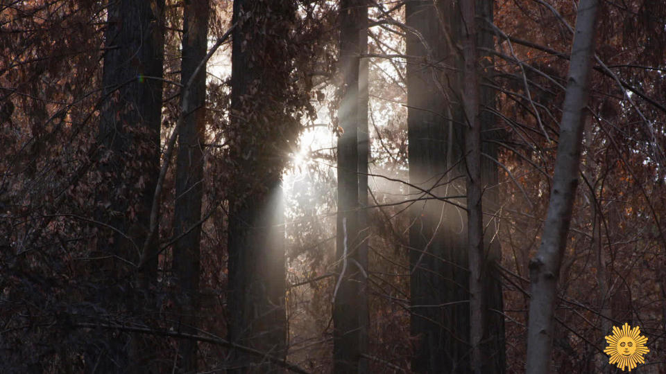 A redwood forest in the Santa Cruz Mountains. / Credit: Derek Reich/CBS News