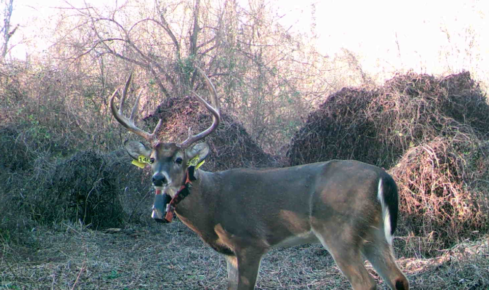 Buck No. 140's movements have been tracked for two years as a part of a deer study in the South Delta. Although his collar was recently found, researchers are still asking hunters to harvest him and have him tested for chronic wasting disease.