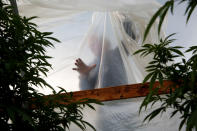 <p>Dale Altman, 66, mends one of his greenhouses on the outskirts of Pahoa during ongoing eruptions of the Kilauea Volcano in Hawaii, June 7, 2018. (Photo: Terray Sylvester/Reuters) </p>