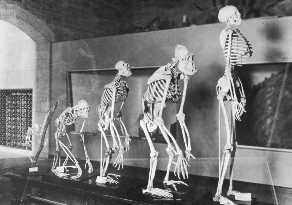 Skeletons show the progression of human evolution