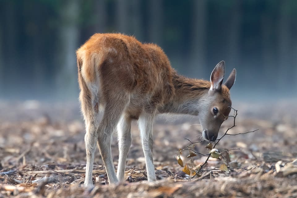 美國出現全球首例野生白尾鹿確診新冠病例。（示意圖非白尾鹿／pixabay）