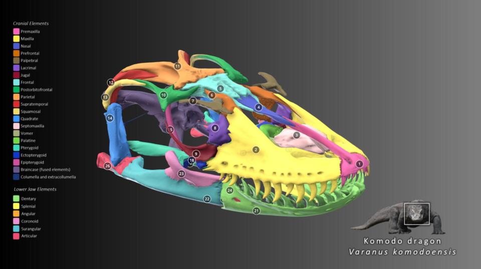 Free 3d komodo dragon skull model,