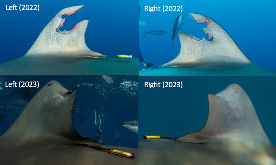 A collage of four photos – two are close ups of the dorsal fin freshly injured in 2022 and two are close ups of it healed in 2023. Much of it has grown back.