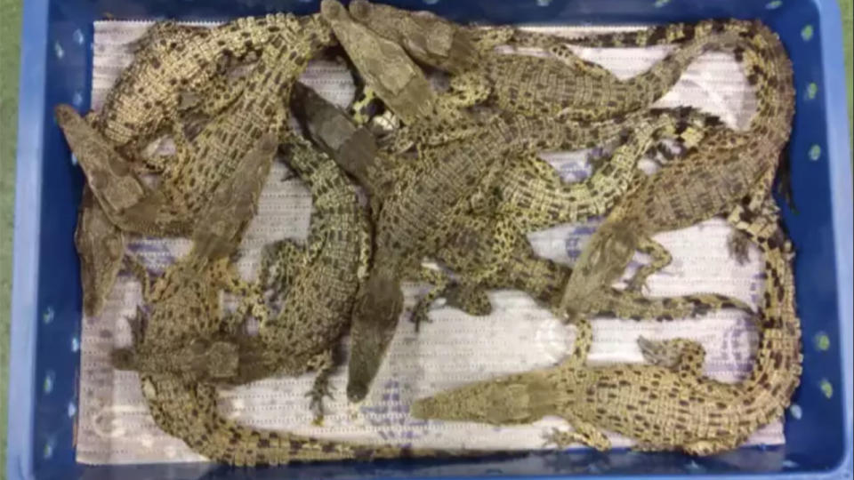 Fifty crocodiles due to be bred for meat on a farm have been seized at Heathrow Airport. Source: Yahoo UK/ Home Office