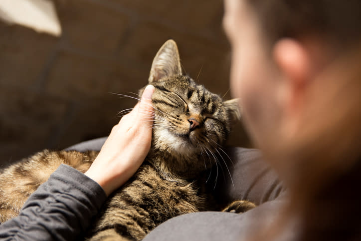 Tu gato podría tener diferentes intenciones al aplastarte sus patas en la piel. Foto: Westend61 /Getty Images