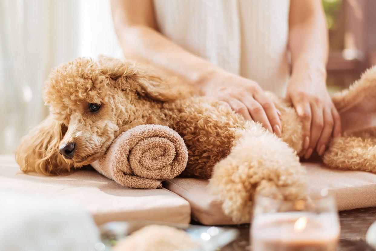 woman giving body massage to a dog