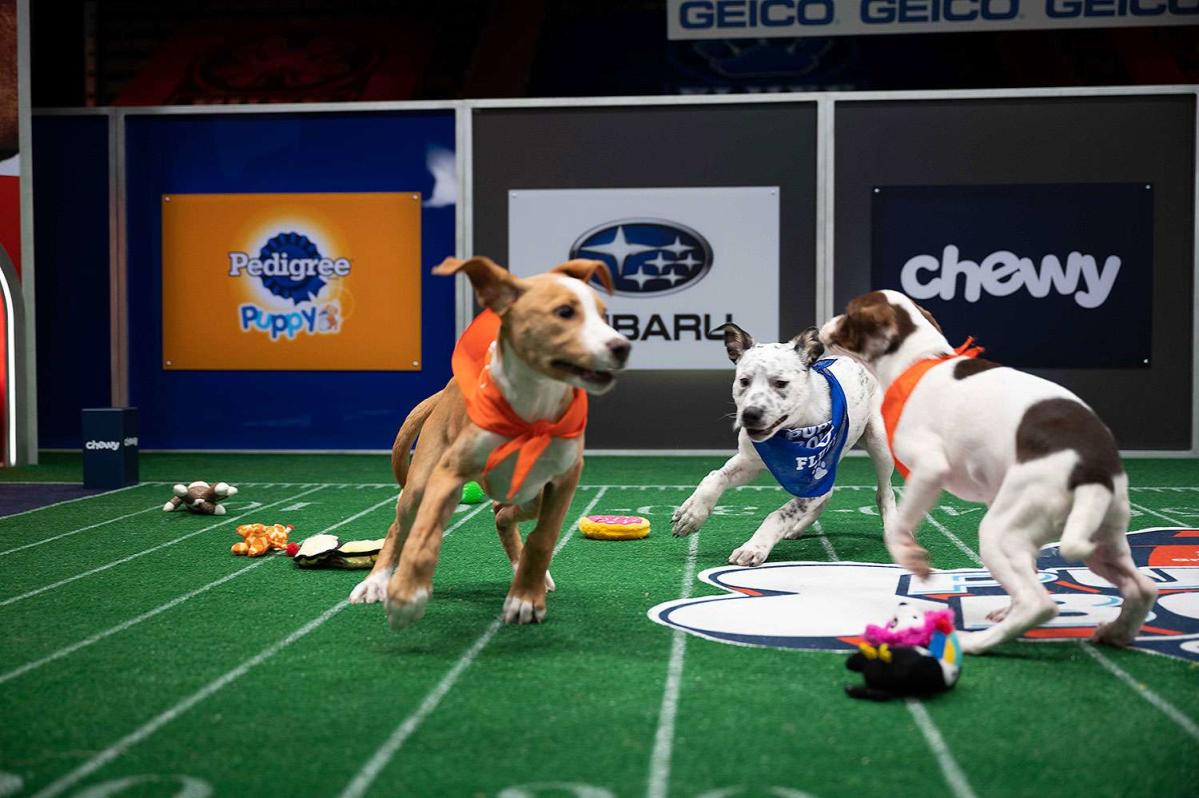 Where to Stream the Super Bowl LVII (2023): Puppy Bowl and Great