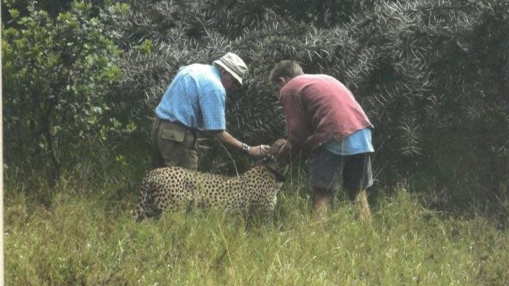 Mr Cran with an assistant examining a cheetah in the wild