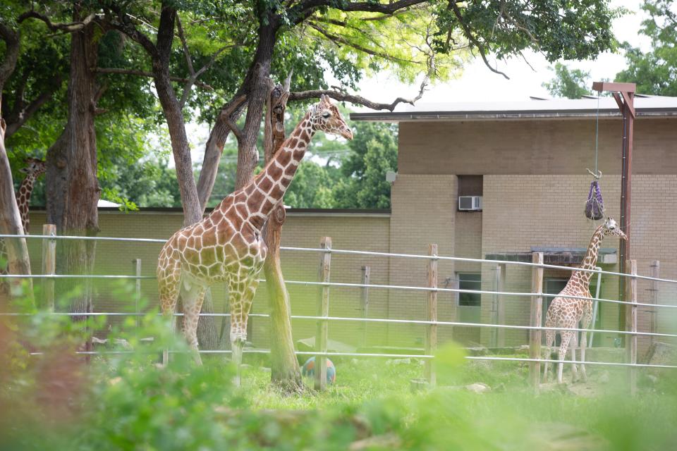Giraffes enjoy the warm weather last June in their current exhibit at the Topeka Zoo.