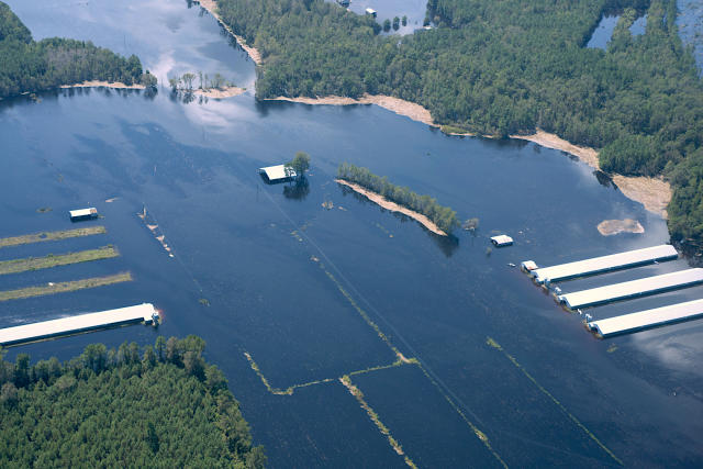 Chicken Frenzy: A State Awash in Hog Farms Faces a Poultry Boom - Yale E360