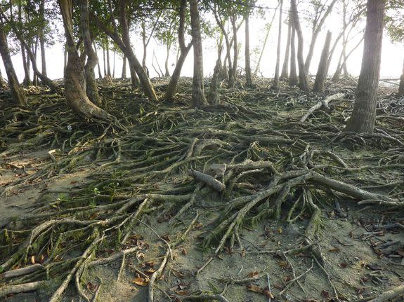 The Sundarbans lie on the delta of the Ganges, Brahmaputra and Meghna rivers.