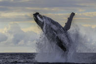 Massive humpback whale breach off the east coast of South Africa during the annual migration of whales north during the winter months.