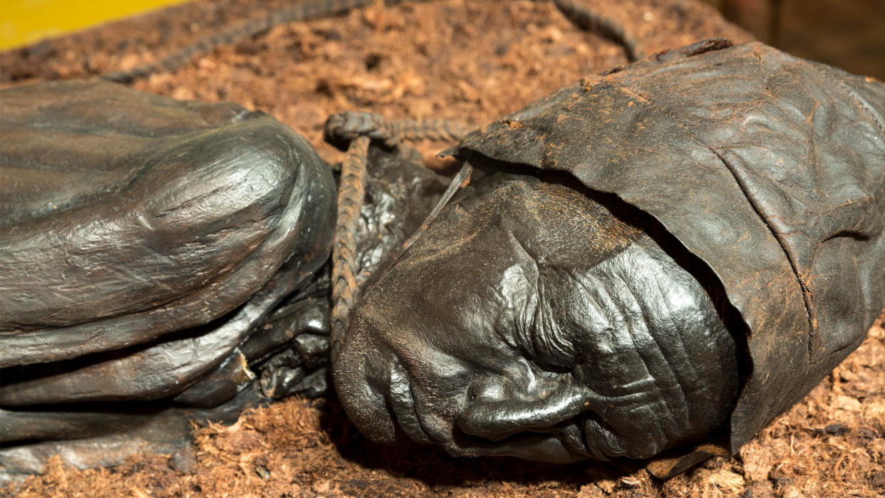  Close up of the naturally mummified face of the Tollund man. 