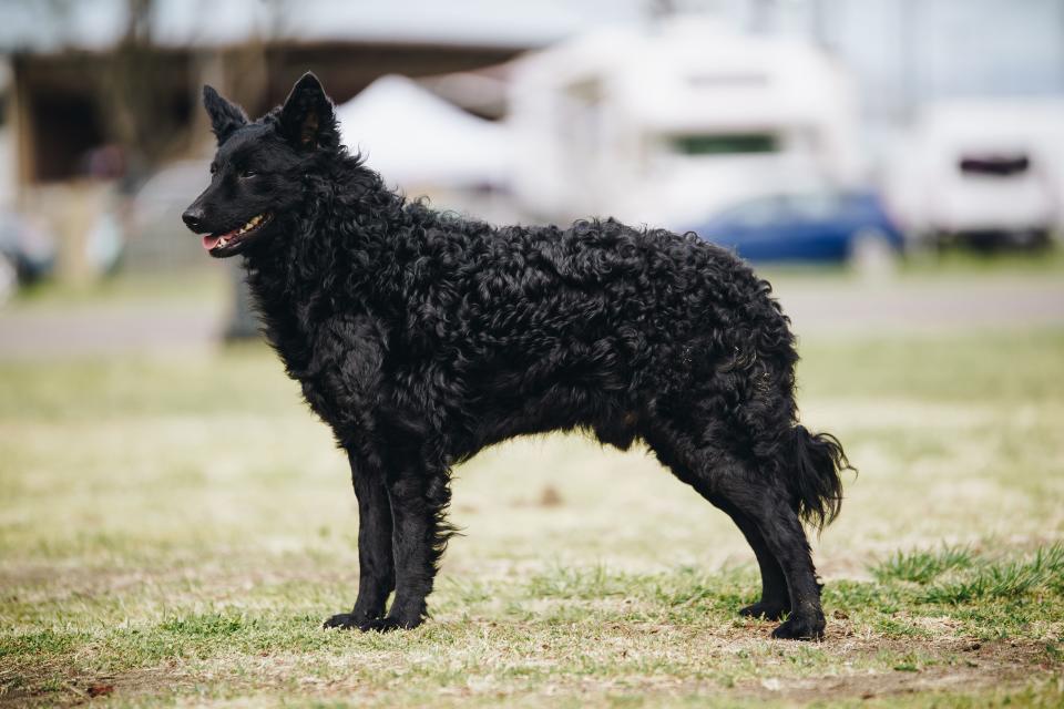 The Mudi is a newly American Kennel Club-recognized breed.