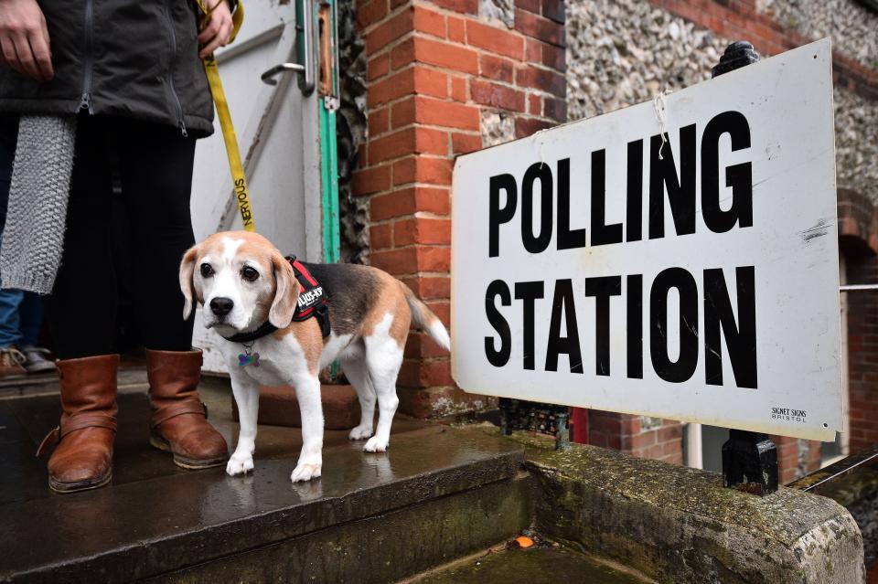 Lilly the beagle leaves the polling station in Brighton.