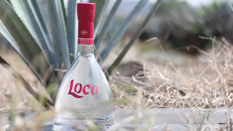 Loco Tequila in front of agave plant