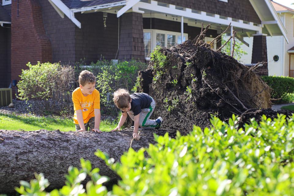 From left, Axel Borah (8) and his brother August (4) climb on the large tree that fell into the yard of their family friend on Friday, May 13. The tree fell during a storm that hit Brookings the night before.