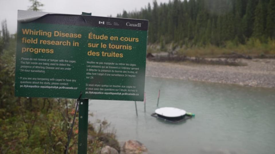 A sentinel fish cage and monitoring sign on the Kootenay River in Kootenay National Park on Sept. 12, 2024. 