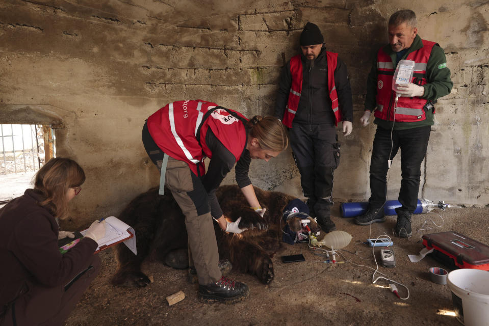 Activists from animal rights charity "Four Paws" inspect Mark, a sedated brown bear, inside a small cage in Tirana, Albania, on Wednesday, Dec. 7, 2022. Mark a 24-year-old bear was kept at a cage for 20 years at a restaurant in the capital Tirana. Albania's last brown bear in captivity has been rescued by an international animal welfare organization and taken to a sanctuary in Austria.(AP Photo/Franc Zhurda)