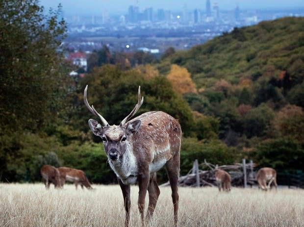 A fallow deer in its native habitat of mainland Europe, pictured in 2018. The species was introduced to Sidney Island by settlers and is now recognized by a conservation organization, local First Nations and the Canadian government as a serious threat to the island's native flora and fauna. (The Associated Press/Michael Probst - image credit)