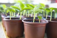 <p>This is definitely a case of you get what you pay for: Stick with well-known seed and plant nurseries for best results. Many gardening companies such as <a href="https://go.redirectingat.com?id=74968X1596630&url=https%3A%2F%2Fwww.burpee.com&sref=https%3A%2F%2Fwww.countryliving.com%2Fgardening%2Fgarden-ideas%2Fg43413616%2Fvegetable-garden-for-beginners%2F" rel="nofollow noopener" target="_blank" data-ylk="slk:Burpee;elm:context_link;itc:0;sec:content-canvas" class="link ">Burpee</a>, <a href="https://go.redirectingat.com?id=74968X1596630&url=https%3A%2F%2Fferrymorse.com&sref=https%3A%2F%2Fwww.countryliving.com%2Fgardening%2Fgarden-ideas%2Fg43413616%2Fvegetable-garden-for-beginners%2F" rel="nofollow noopener" target="_blank" data-ylk="slk:Ferry-Morse;elm:context_link;itc:0;sec:content-canvas" class="link ">Ferry-Morse</a>, <a href="https://www.johnnyseeds.com" rel="nofollow noopener" target="_blank" data-ylk="slk:Johnny’s Selected Seeds;elm:context_link;itc:0;sec:content-canvas" class="link ">Johnny’s Selected Seeds</a>, and <a href="https://www.harrisseeds.com" rel="nofollow noopener" target="_blank" data-ylk="slk:Harris Seeds;elm:context_link;itc:0;sec:content-canvas" class="link ">Harris Seeds</a>, have been around for decades, so they’re reliable sources of seeds and plants. No-name seeds tend to be poor quality, with low germination rates. </p><p>When it comes to plants, it’s totally fine to buy seedlings from the big box retailers, but check out local nurseries, too, for more unique varieties. Online nurseries also offer a much wider selection of veggies, herbs and flowers than you’ll find locally, and they’ve perfected shipping techniques so your plants will arrive intact. </p>