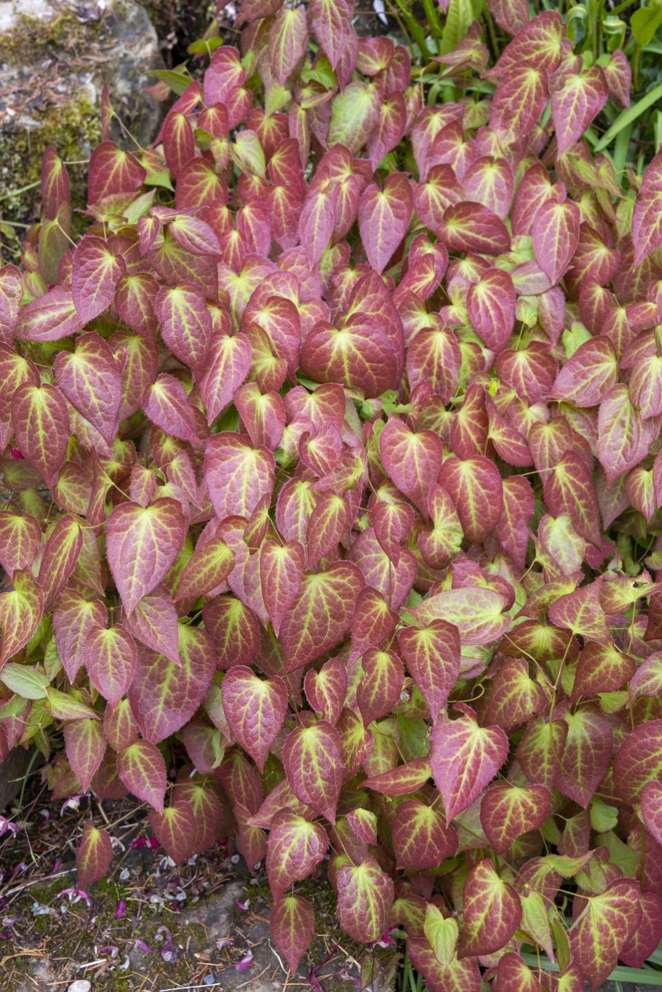 9) Epimedium