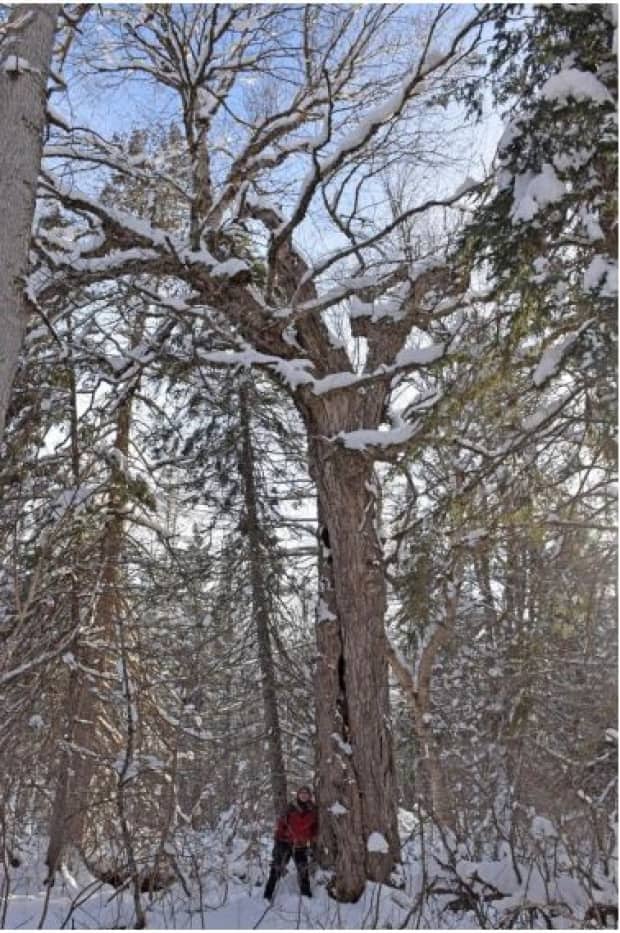 Karl Branch stands next to a yellow birch tree at Portage Lakes that is estimated to be over 400 years old.