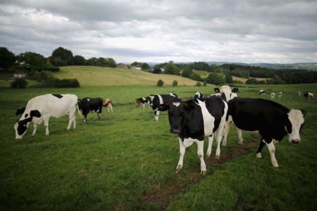 Two women injured by stampeding cows in East Sussex