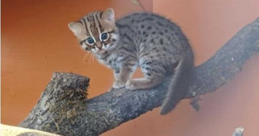 鏽斑豹貓是體型非常小的野外貓科動物。（圖／翻攝自FB）