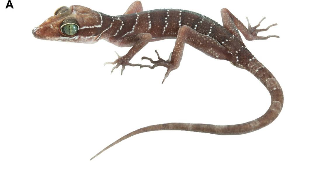 A close-up photo shows a Cyrtodactylus wangkhramensis, or Wangkhram bent-toed gecko.