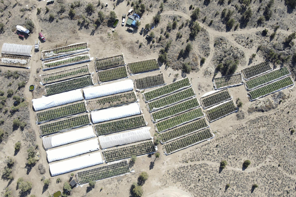 A marijuana grow is seen on Sept. 2, 2021, in an aerial photo taken by the Deschutes County Sheriff's Office the day officers raided the site in the community of Alfalfa, Ore. On the 30-acre property in the high desert they found 49 greenhouses containing almost 10,000 marijuana plants and a complex watering system with several 15,000-20,000 gallon cisterns. (Deschutes County Sheriff Via AP)