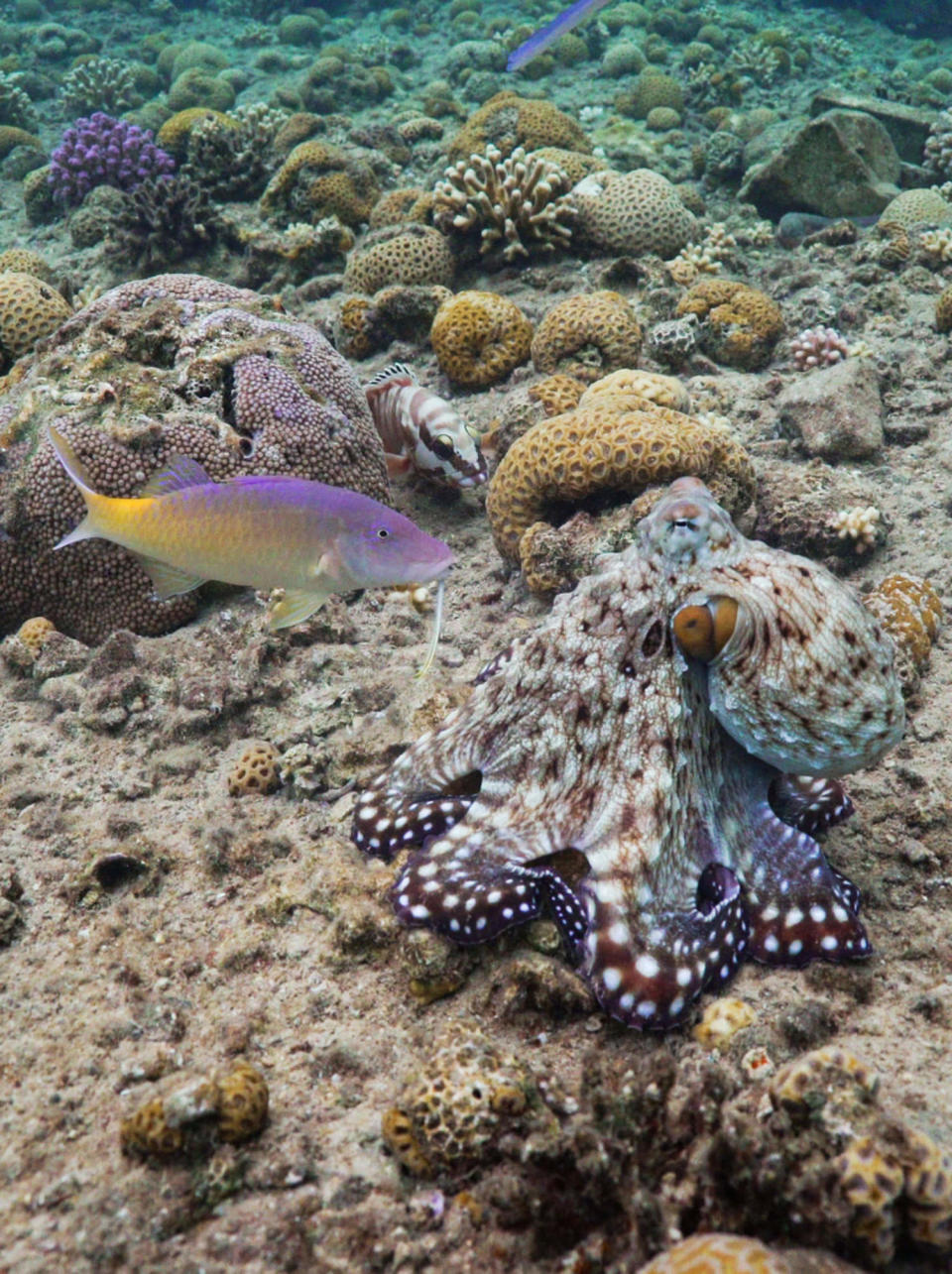 Ein blaugrüner Oktopus jagt mit einem blauen Meerbarsch, während ein Schwarzspitzen-Zackenbarsch auf der Lauer liegt. Oben im Bild ist auch die Schnauze eines Hornfisches zu sehen. (Eduardo Sampaio und Simon Gingins)