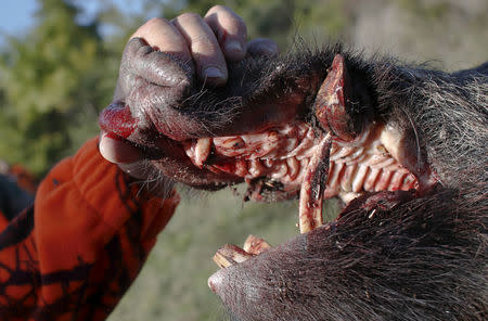 FILE PHOTO: A dead wild boar is seen during a hunt in Castell'Azzara, Tuscany, central Italy, October 23, 2015. REUTERS/Max Rossi/File Photo