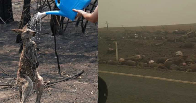 澳洲路邊都是被燒死的動物屍體。（圖／翻攝自臉書Super Marcos、The `new` Batlow Hotel）