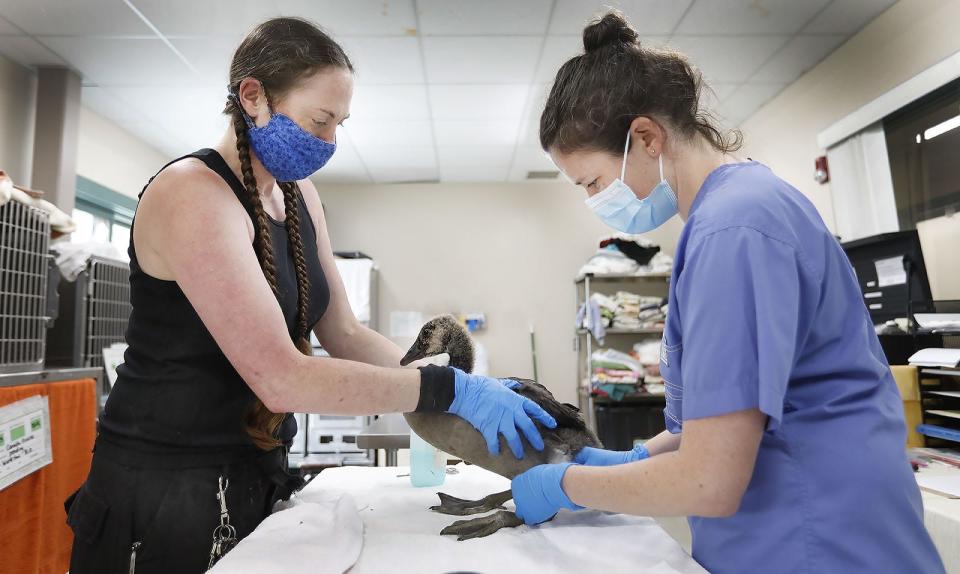 At the New England Wildlife Center in Weymouth, veterinary tech Jennifer Wolfe and Dr. Gillian Kruskall treat a young Canada goose that had fishing line from a Braintree pond wrapped around its leg.