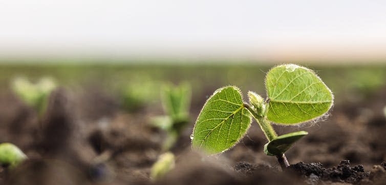 Soy green sprout growing in the soil.