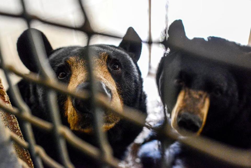 Black bears Ursa, left, and Uno rest in an enclosure to prepare for hibernation at the WNC Nature Center.