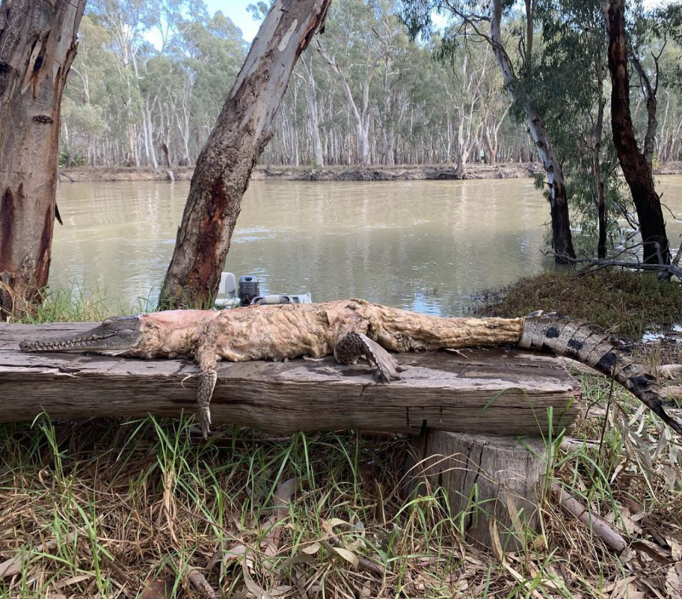 A man has shared a photograph of a partially skinned crocodile to his social media accounts.