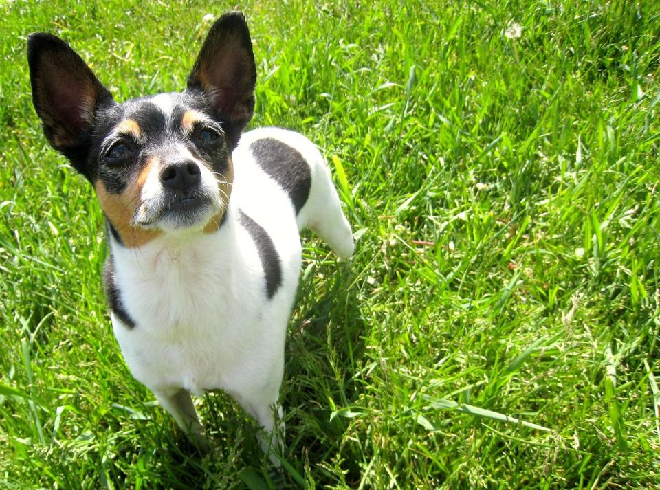 Rat Terrier