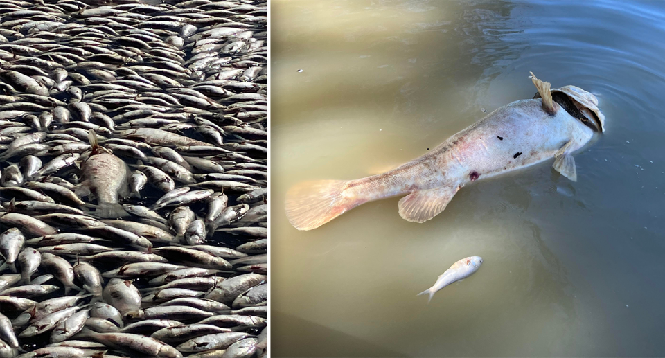 Left - close up of dead fish. Right - a large dead fish.