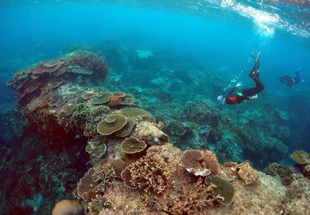 Peter Gash (L), owner and manager of the Lady Elliot Island Eco Resort, snorkels with Oliver Lanyon and Lewis Marshall, Senior Rangers in the Great Barrier Reef region for the Queenlsand Parks and Wildlife Service, during an inspection of the reef's condition in an area called the 'Coral Gardens' located at Lady Elliot Island and 80 kilometers north-east from the town of Bundaberg in Queensland, Australia, June 11, 2015. REUTERS/David Gray/Files