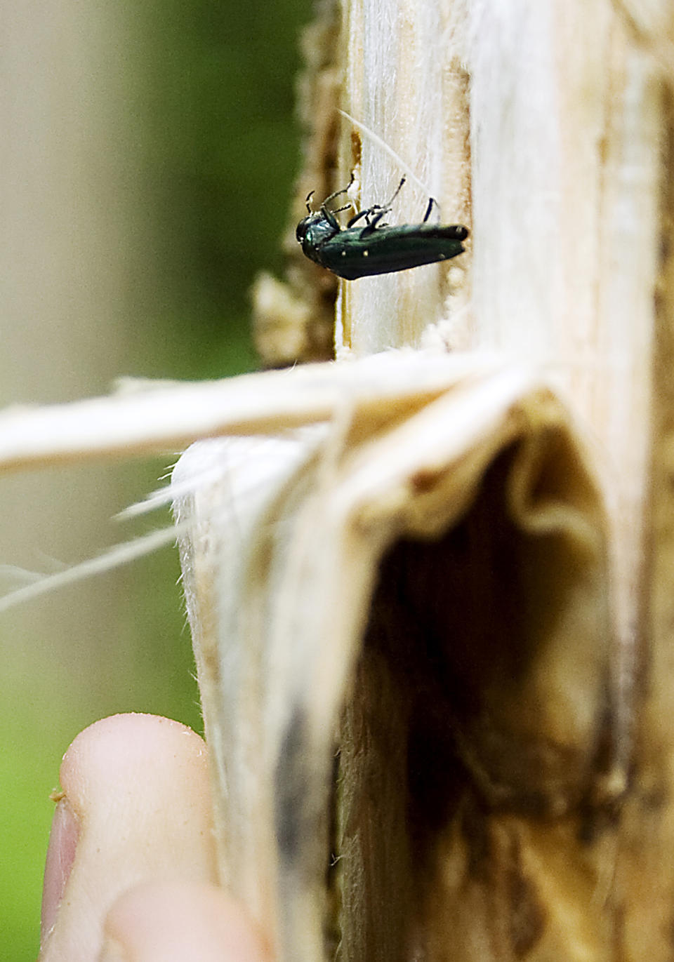 FILE - In this June 22, 2011 file photo an Emerald Ash Borer beetle is un-covered by a University of Wisconsin- Madison researcher in Newburg, Wis. It may be hard to think of January 2014 deep freeze as anything but miserable. But in the realm of nature, there are silver linings: The extreme cold could kill some of the insect pests, like the Emerald Ash Borer, that have ravaged northern forests. (AP Photo/West Bend Daily News, John Ehlke, File)